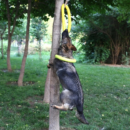 EVA Dogs Interactieve Training